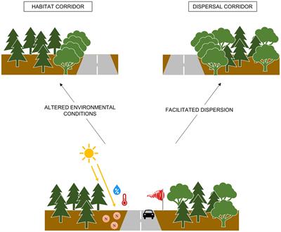 Forest roads act as habitat corridors for Populus tremuloides in the boreal forest of eastern Canada